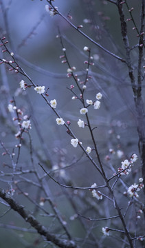 天露山梅花