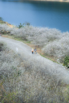 流溪河梅花