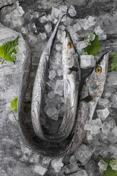 帶魚