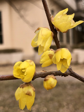 梅花腊梅