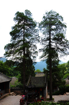 千山龙泉寺观音倒坐观音殿与松树