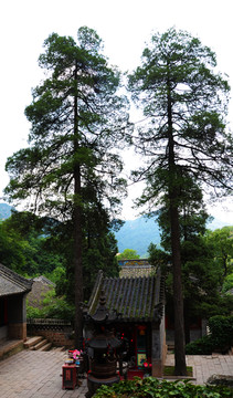 千山龙泉寺观音倒坐观音殿与松树