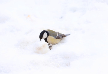 雪中觅食的麻雀