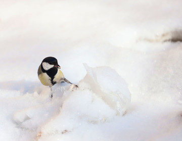 雪中觅食的麻雀