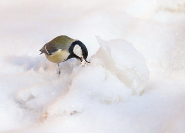 雪中觅食的麻雀