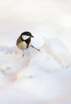 雪中觅食的麻雀