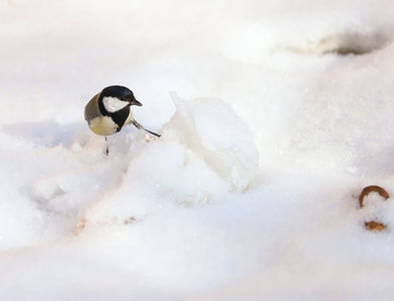 雪中觅食的麻雀