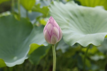 荷花花蕾