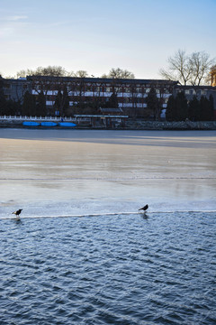 乌鸦在结冰湖面