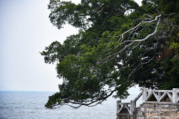 海滨老树