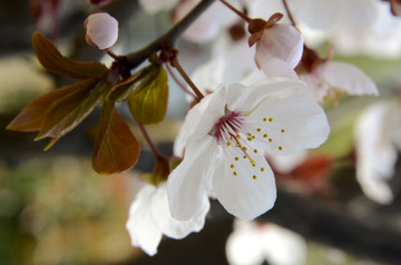 紫叶李樱花