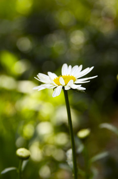 洋甘菊菊花