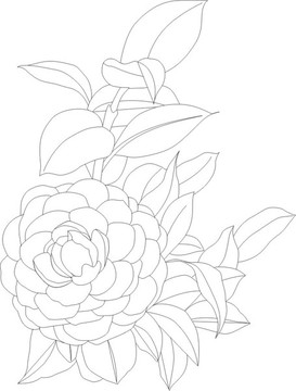矢量茶花線描可編輯