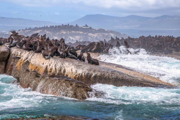 南非海狮岛