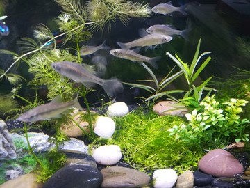 生态鱼缸