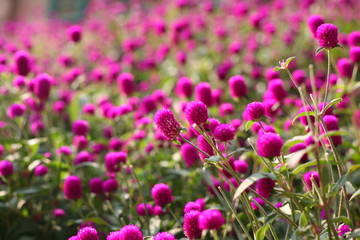 微距鲜花