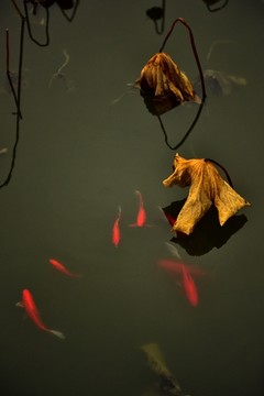 红鱼残荷枯叶