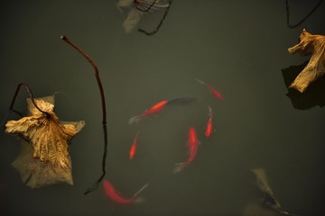红鱼残荷枯叶
