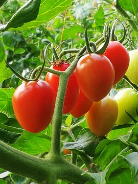 西红柿小番茄