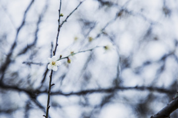 盛开的梅花