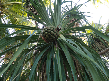 森林植被