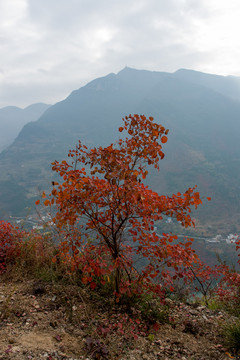 巫峡风光巫山红叶