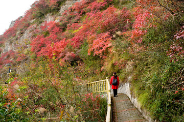 巫峡风光巫山红叶