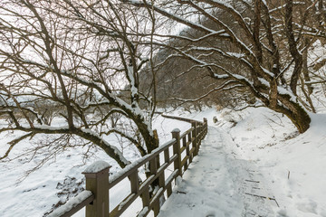 雪后森林