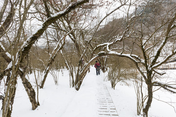 大九湖森林