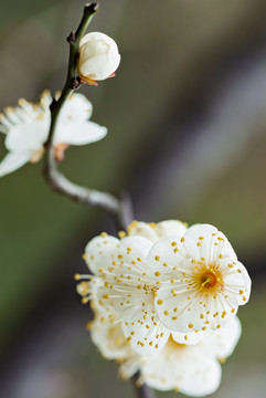 白梅花