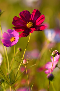 格桑花