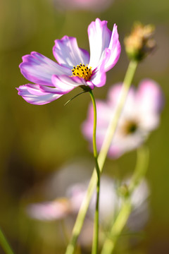 格桑花