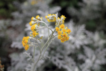 银叶菊花卉