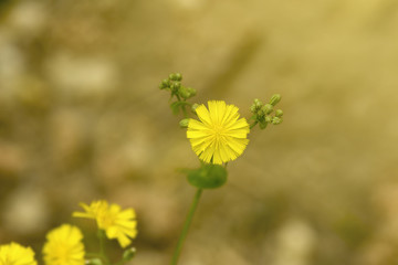 雏菊