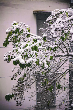 居民区雪景