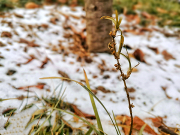 初雪草坪残雪