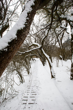 大九湖