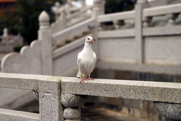 鸽子