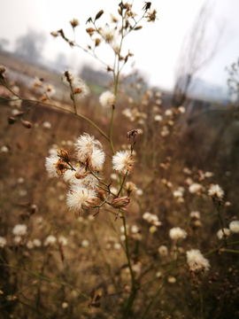 野草