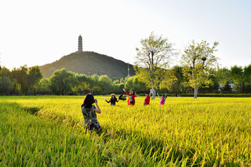 北坞稻田