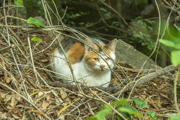 注视前方的小猫