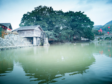 水车小屋古树