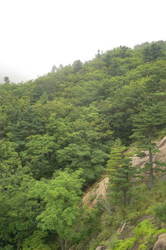 韩国雪岳山植被和云雾