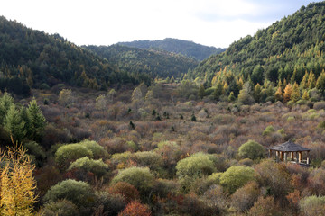 多彩草甸子