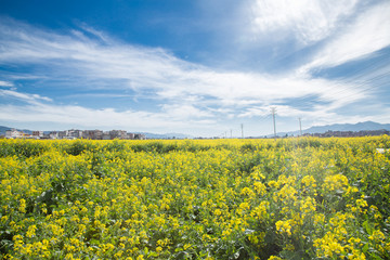 油菜花