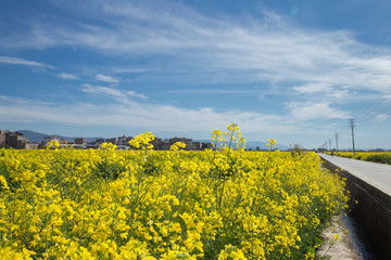 油菜花