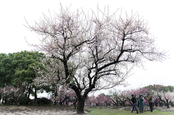 上海世纪公园春季梅花盛开