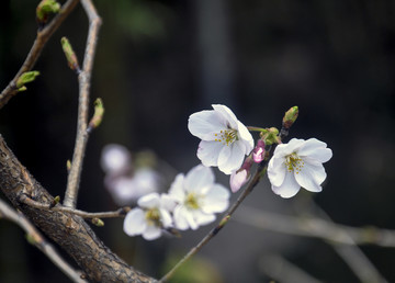 紫叶李樱花