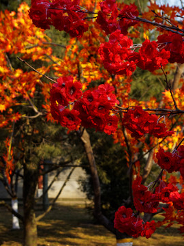 秋日红花