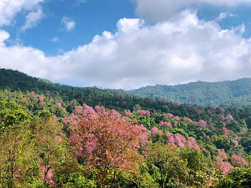 野樱花